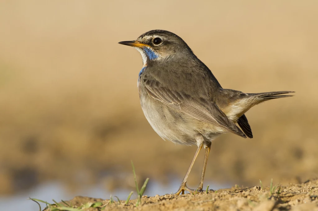 Malutki podróżniczek (Luscinia svecica) Ptak o szarobrązowym upierzeniu z niebieską plamą na gardle stoi na ziemi, w tle rozmyte naturalne otoczenie.