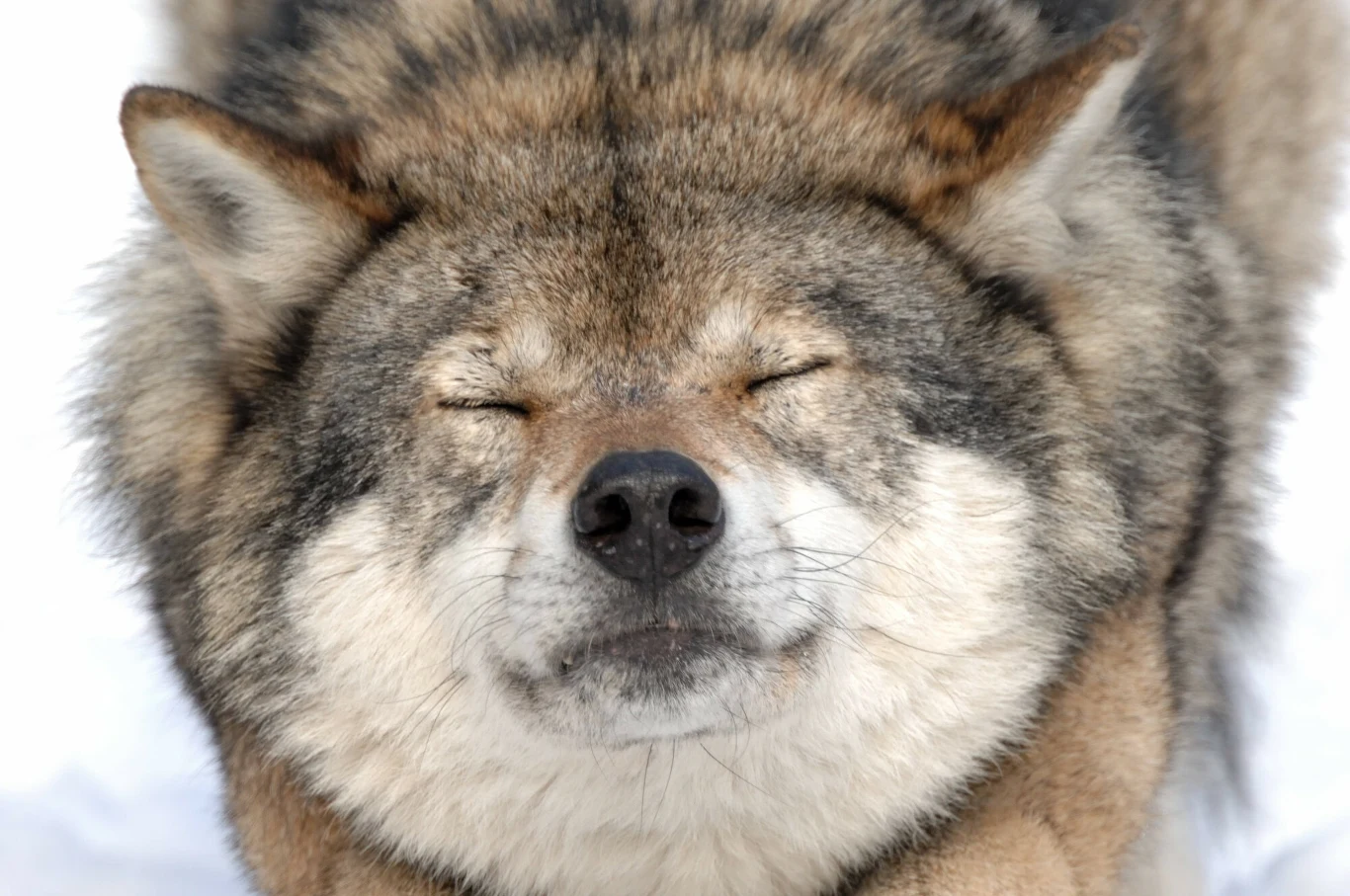 Straszenie wilkami to powszechny przejaw manipulacji Wilk z przymkniętymi oczami wykonujący rozciągnięcie, gęsta sierść i wyraz relaksu na tle śnieżnego podłoża.