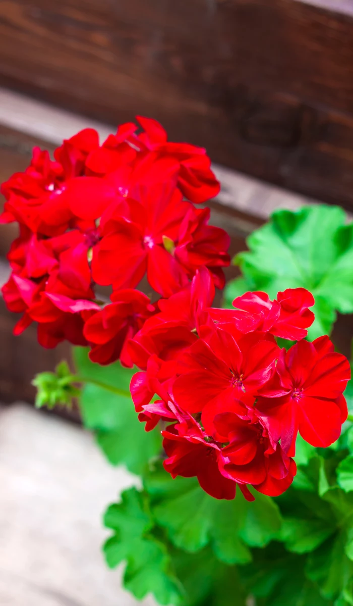 Pelargonie