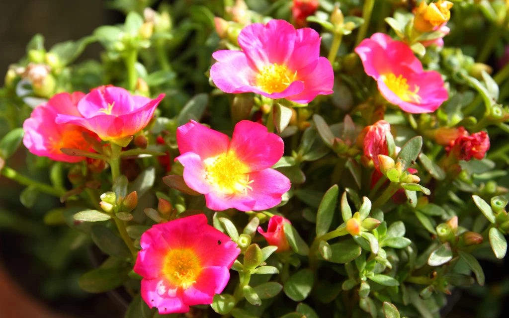 Portulaka