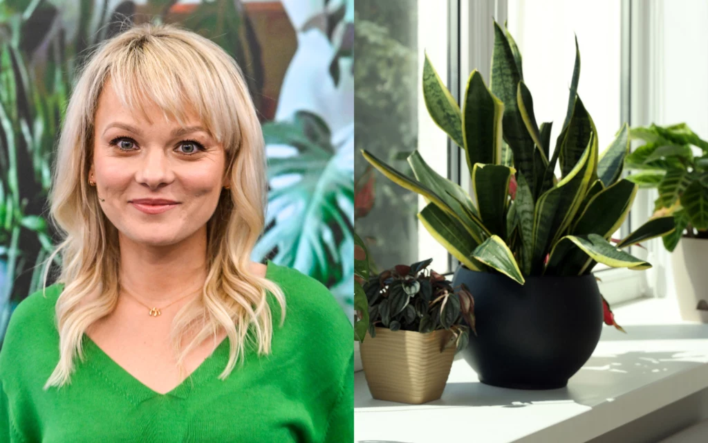 Kasia Joda podpowiada, jakie rośliny są najmniej wymagające