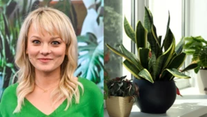 Rośliny, które wybaczają nieobecność. Kasi Jody poradnik dla zabieganych miłośników kwiatów