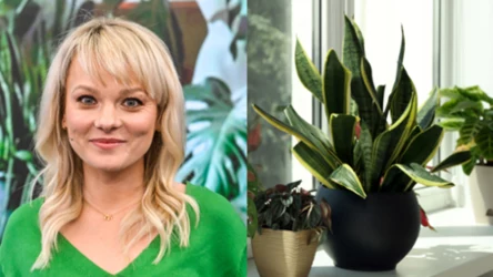 Rośliny, które wybaczają nieobecność. Kasi Jody poradnik dla zabieganych miłośników kwiatów