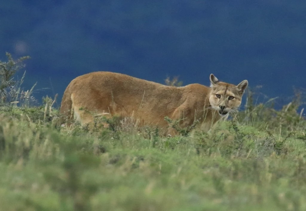 Wielki kot grasuje w okolicach Lipska. Najprawdopodobniej jest to puma (zdjęcie ilustracyjne) Puma stojąca wśród gęstej, zielonej roślinności, patrząca czujnie w kierunku obiektywu, na tle niebieskiego, rozmytego krajobrazu.