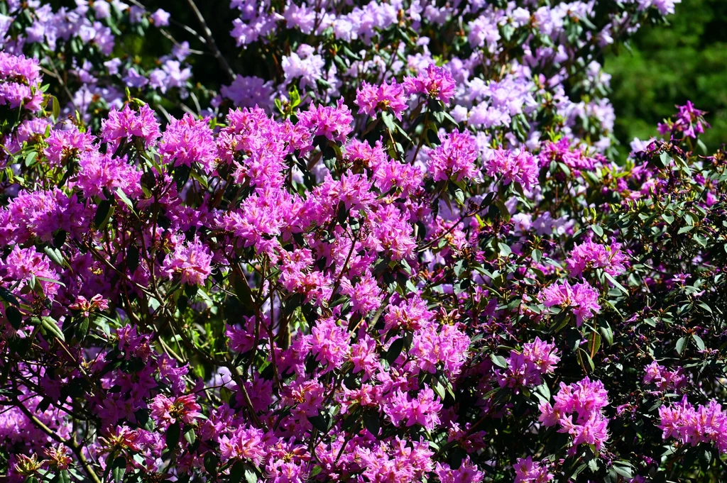 Oświetlenie miejskie ma wpływ na fenologię roślin Gęsto rosnące krzewy rododendronów obsypane różowymi i fioletowymi kwiatami, otoczone bujną zielenią, tworzą barwny, naturalny krajobraz.