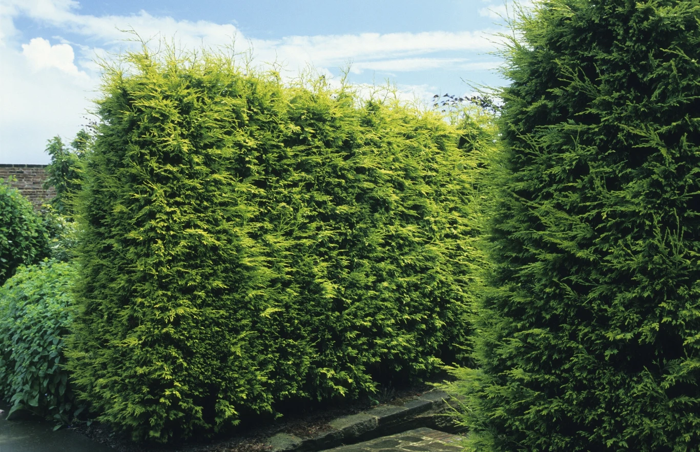 Cyprysiki i cyprysowce są świetną alternatywą dla nieco oklepanych tui. Również odgrodzą cię od wzroku wścibskich sąsiadów Cyprysiki i cyprysowce są świetną alternatywą dla nieco oklepanych tui. Również odgrodzą cię od wzroku wścibskich sąsiadów