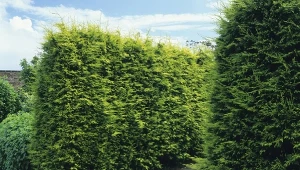 Ten krzew deklasuje tuje pod względem urody. Odgrodzi cię od wścibskich sąsiadów