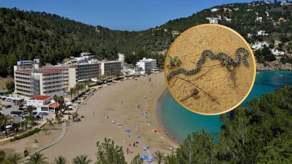 Węże Hemorrhois hippocrepis pojawiły się na plażach Ibizy Węże Hemorrhois hippocrepis pojawiły się na plażach Ibizy