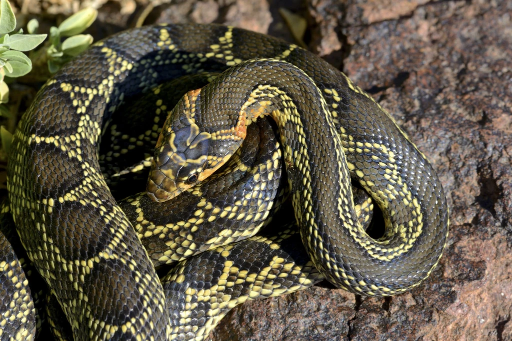 Hemorrhois hippocrepis to wąż o pięknym deseniu na skórze Wąż o czarno-żółtym, pasiastym ubarwieniu zwinięty na brązowym, chropowatym podłożu obok liściastej rośliny