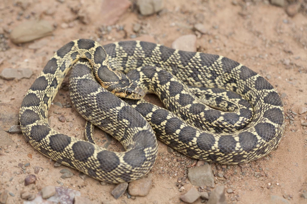 Przepiękny Hemorrhois hippocrepis to także zwierzę inwazyjne Wąż o żółto-czarnym ubarwieniu z wyraźnym wzorem, zwinięty na ziemistej powierzchni z widocznymi drobnymi kamieniami.