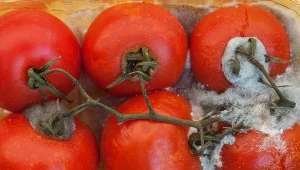 Zamiast wyrzucać do kosza, wynieś do ogrodu. Spleśniałe pomidory mogą być na wagę złota