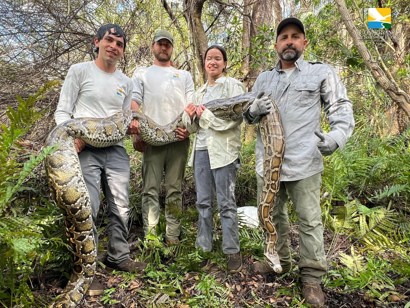 Pracownicy Conservancy of Southwest Florida trzymający ogromną samicę pytona birmańskiego Czworo ludzi w ubraniach terenowych trzyma dużego, żywego węża w gęsto zarośniętym lesie, otoczeni zielonymi paprociami i drzewami.