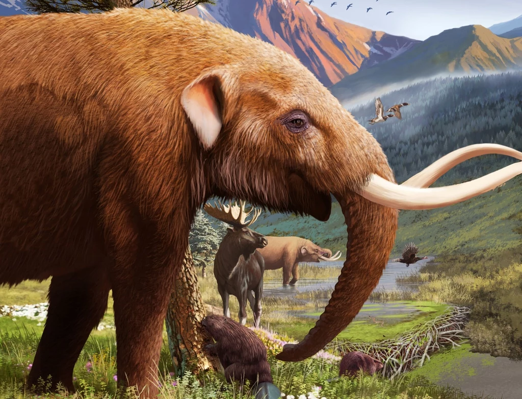 Mastodonty były niegdyś liczne w obu Amerykach Mastodonty były niegdyś liczne w obu Amerykach