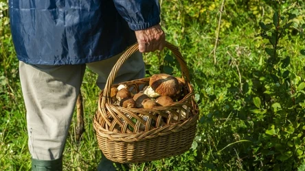 W świętokrzyskich lasach pojawia się coraz więcej grzybów. W jakie okolice warto się wybrać na grzybobranie?