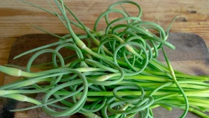 Zdrowe pędy zbieraj w czerwcu. Pysznie smakują smażone na maśle