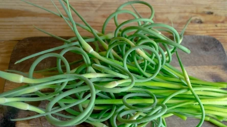 Pędy czosnku są aromatyczne i pełne cennych witamin i minerałów 