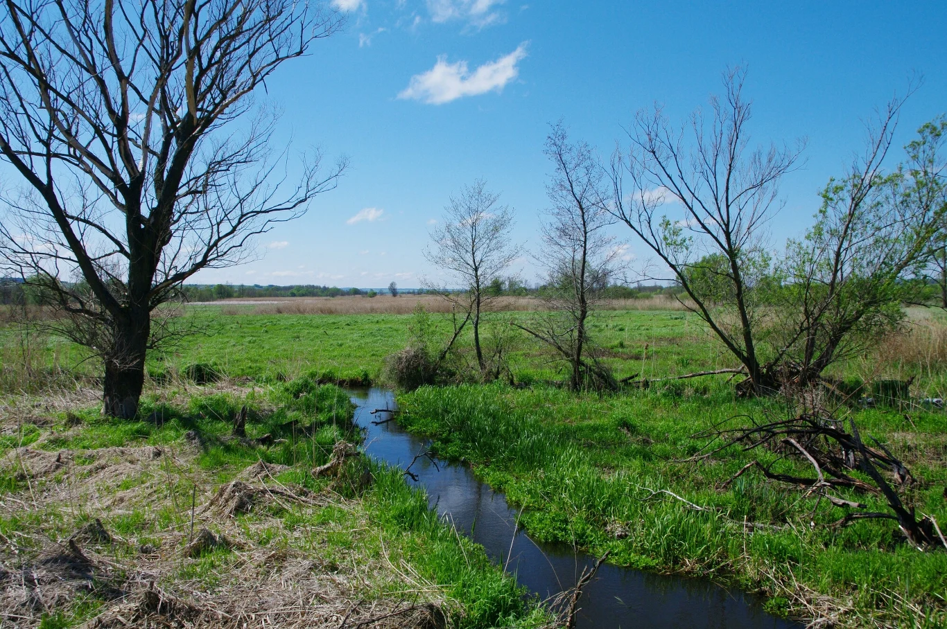 Mały strumień płynący przez zieloną łąkę otoczoną suchymi i zielonymi drzewami, niebo jasne z kilkoma chmurami na horyzoncie.