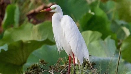 Czapla strojna zaskoczyła australijskich ornitologów. Ptak pobił rekord.