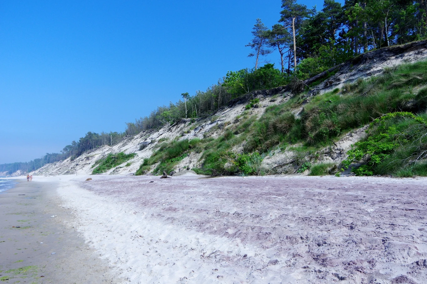 Szeroka, piaszczysta plaża ciągnąca się wzdłuż stromej, porośniętej trawami i drzewami wydmy pod błękitnym, bezchmurnym niebem