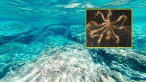 Naukowcy odkryli niezwykłą symbiozę głębinowych pająków i bakterii 