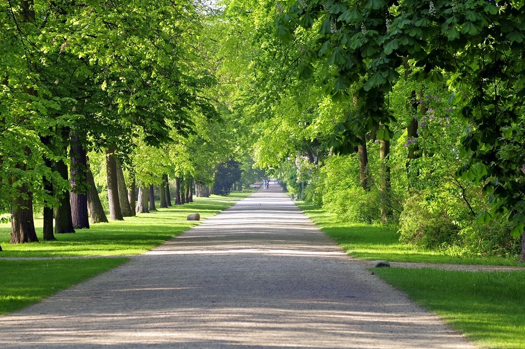 Fot. pixabay.com/ Arcaion Szeroka, żwirowa alejka rozciągająca się w głąb parku, otoczona zielonymi trawnikami i wysokimi drzewami, których korony tworzą cień zapewniający przyjemny klimat.