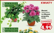 Roślina