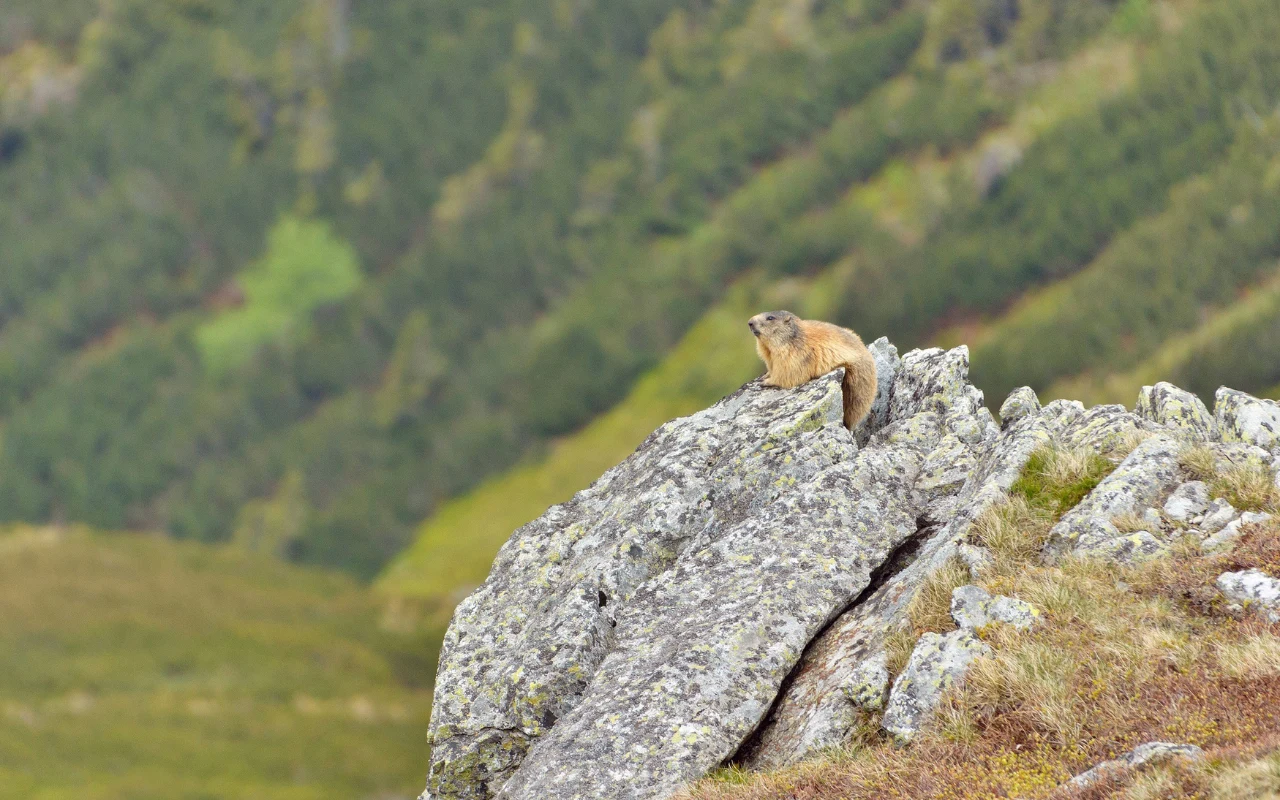 Świstak tatrzański w Dolinie Tomanowej