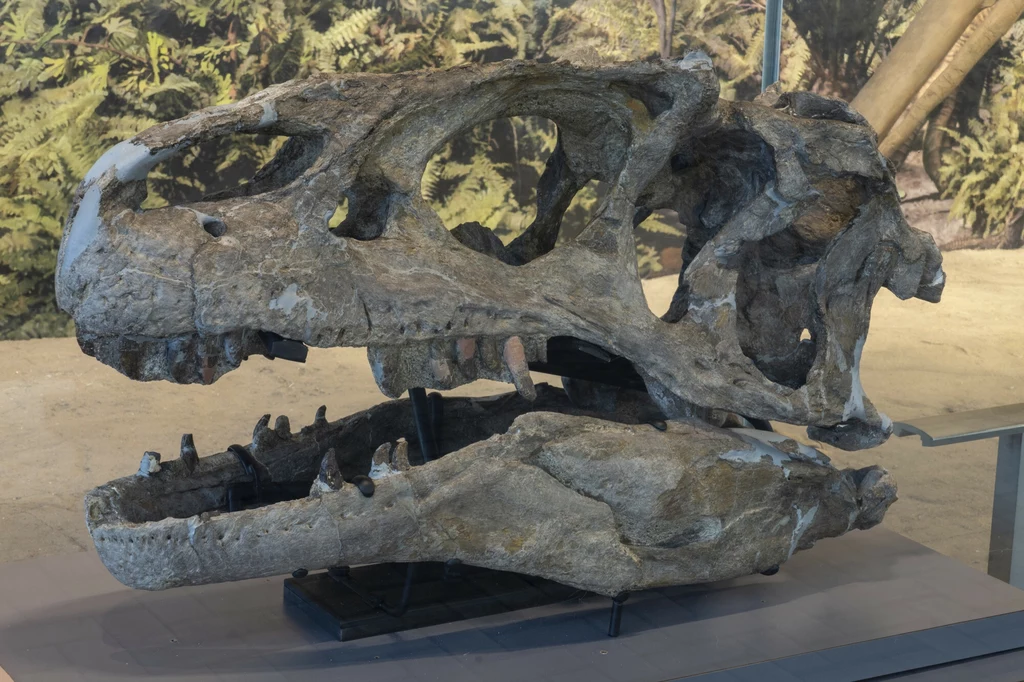 Skamieniała czaszka dużego dinozaura drapieżnego z wyraźnie zaznaczonymi oczodołami i zębami, eksponowana w muzeum na tle prehistorycznej roślinności.