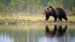 Myśliwi z Litwy oburzeni po decyzji władz. Stanęli w obronie niedźwiedzicy
