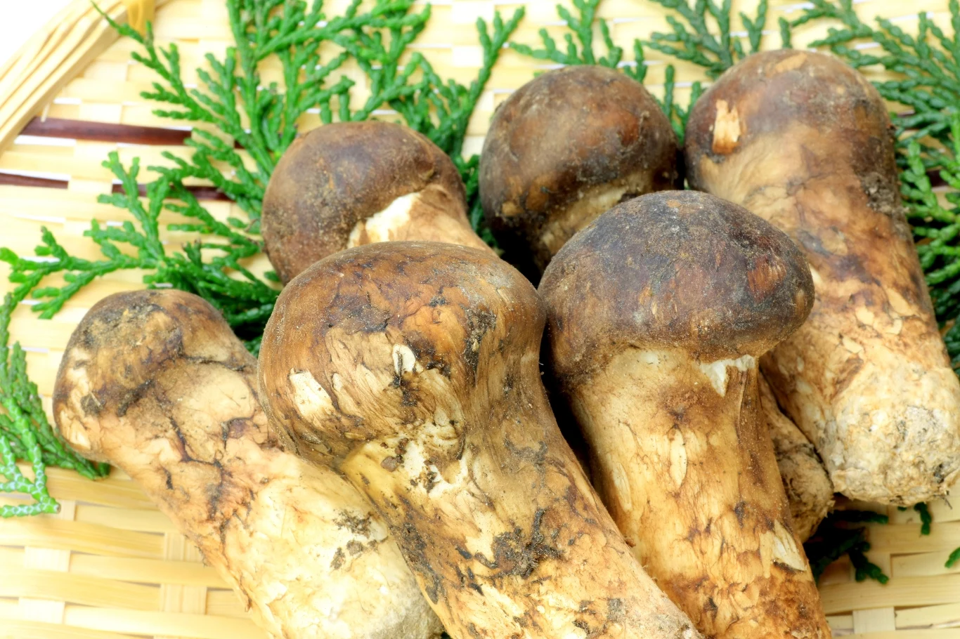 Grupa świeżych grzybów matsutake o brązowych kapeluszach i mięsistych trzonach ułożonych na plecionym koszu, w otoczeniu zielonych gałązek.