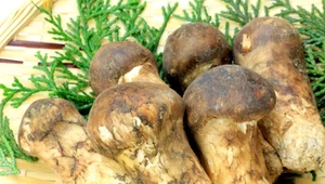 Grzyb wymarły w Polsce znów rośnie w lasach. 8,5 tys. zł za kilogram!