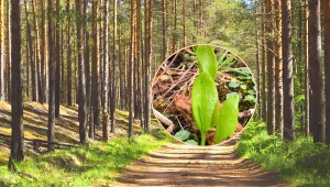 Kwitnie tylko raz w roku i przynosi szczęście. Ta roślina istnieje naprawdę