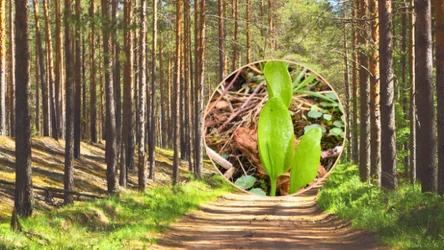 Kwiat paproci istnieje nie tylko w legendach/ CC BY-SA 4.0/ Aorg1961