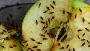 Zapomnij o muszkach owocówkach na zawsze. Wystarczy, że włożysz to do słoika 