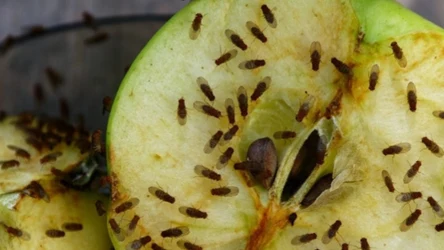 Muszki owocówki nie będą więcej uprzykrzać ci życia. Zastosuj trik ze słoikiem, a uciążliwy problem z owadami zniknie