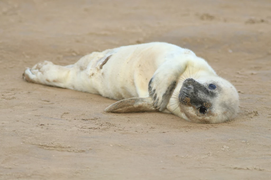 Bałtyk wyrzucił na plaże osiem martwych fok w młodym wieku (zdj. ilustracyjne)