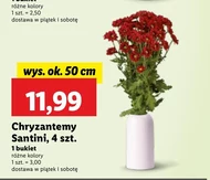 Chryzantema Ok.