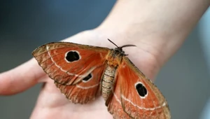 Motylarnia dla fanów egzotyki. Można się tu poczuć jak w tropikalnym kraju