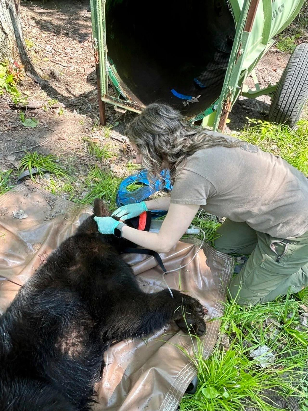 Zdjęcie wymagało podania środków nasennych Kobieta w rękawiczkach bada uśpionego niedźwiedzia leżącego na brązowej macie w lesie, obok widać otwartą klatkę transportową.