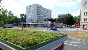 Zaskakująca właściwość zielonych dachów. Nadal mało kto to robi