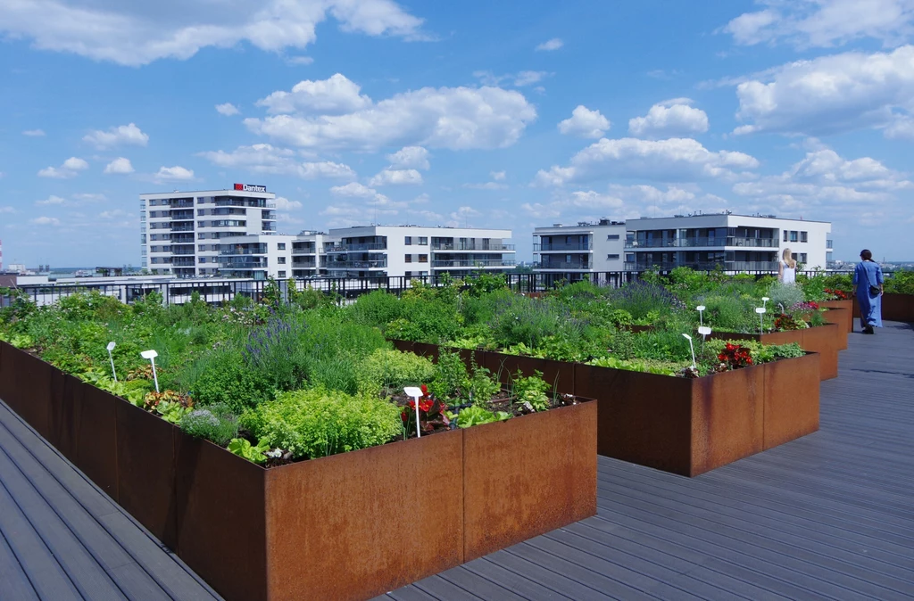Kto może mieć zielony dach? Duże podwyższone grządki z różnorodnymi roślinami uprawnymi na dachu nowoczesnego budynku, w tle widać miejskie apartamentowce i błękitne niebo z chmurami.