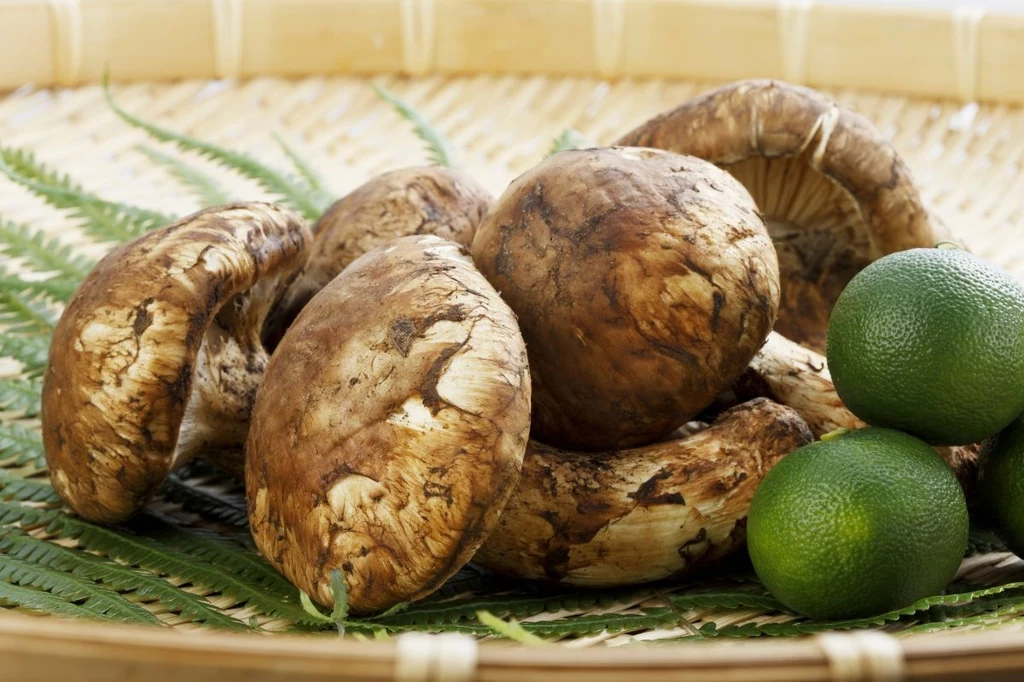 Brązowe grzyby shiitake ułożone na zielonych liściach paproci obok kilku zielonych owoców cytrusowych w wiklinowym koszu.