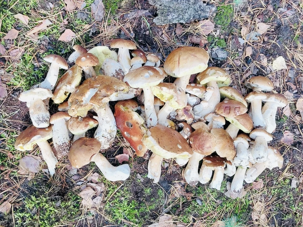Lubuskie lasy to prawdziwy raj dla grzybiarzy Duża ilość świeżo zebranych borowików rozsypanych na leśnym podłożu wśród mchu, liści i igliwia.