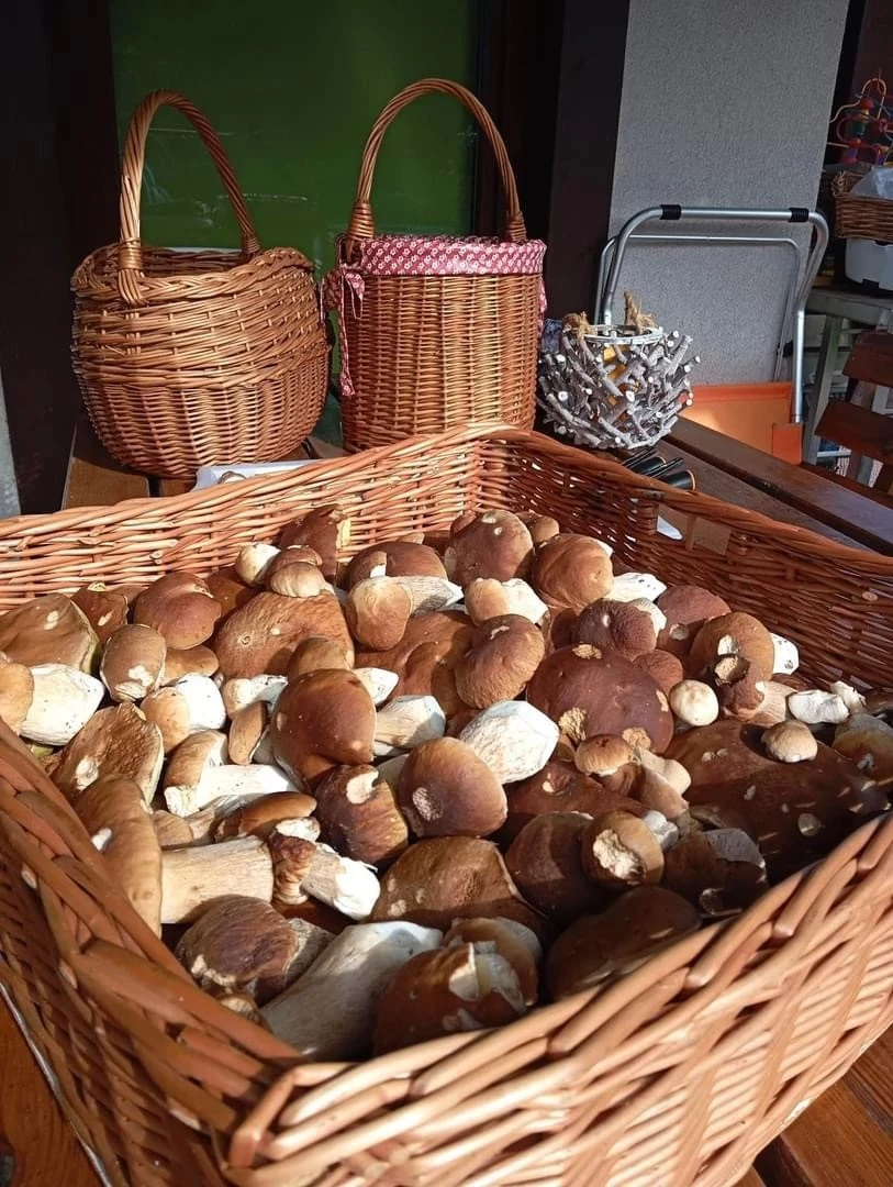 Obfitość grzybów ściąga do województwa lubuskiego fanów podgrzybków i borowików Kosz pełen świeżo zebranych borowików stojący na stole, w tle plecione koszyki i pojemnik z gałęziami.