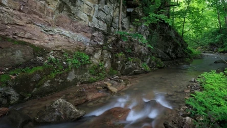 Rezerwat przyrody Biała Woda w Pieninach