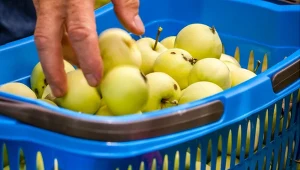 Papierówki to jabłka popularne w PRL. Mało kto wie, jak wpływają na organizm