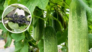 Regularnie pryskaj tym ogórki. Mszyce i mączniak nie zniszczą twoich plonów