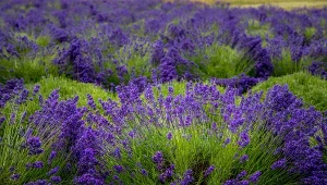 Uwielbiasz lawendę? Będzie kwitła bujnie przez całe lato, jeśli podlejesz ją tanim ekologicznym nawozem