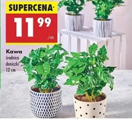 Roślina