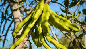 Z tej rośliny powstaje chleb świętojański. Ma wiele wspólnego z Nocą Kupały?